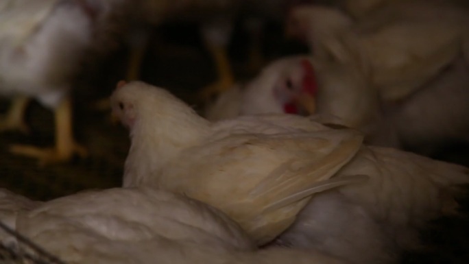养鸡场饲养白羽鸡环境 (18)