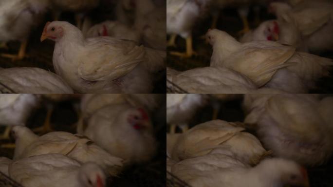 养鸡场饲养白羽鸡环境 (18)