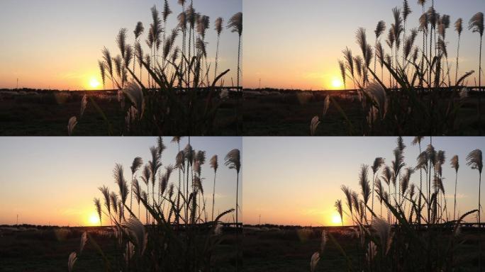 夕阳下的芦苇，荒原镜头