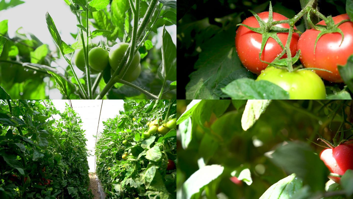 西红柿种植大棚西红柿