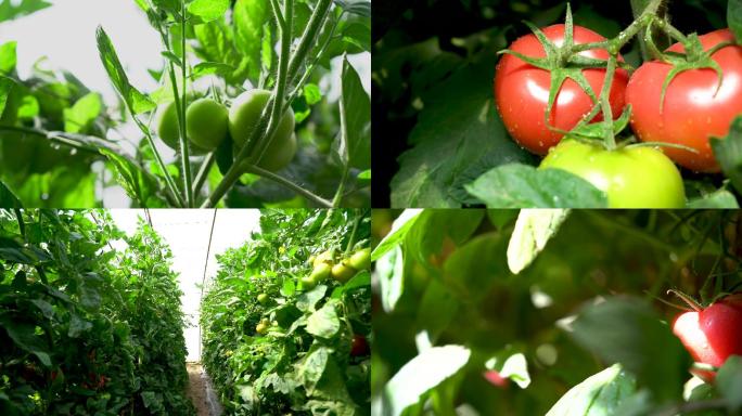 西红柿种植大棚西红柿