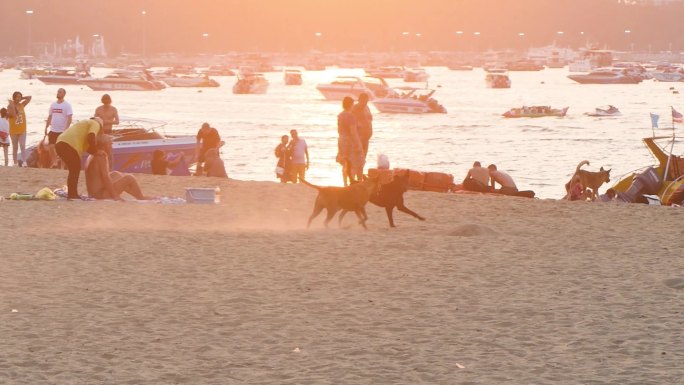 沙滩上奔跑的狗