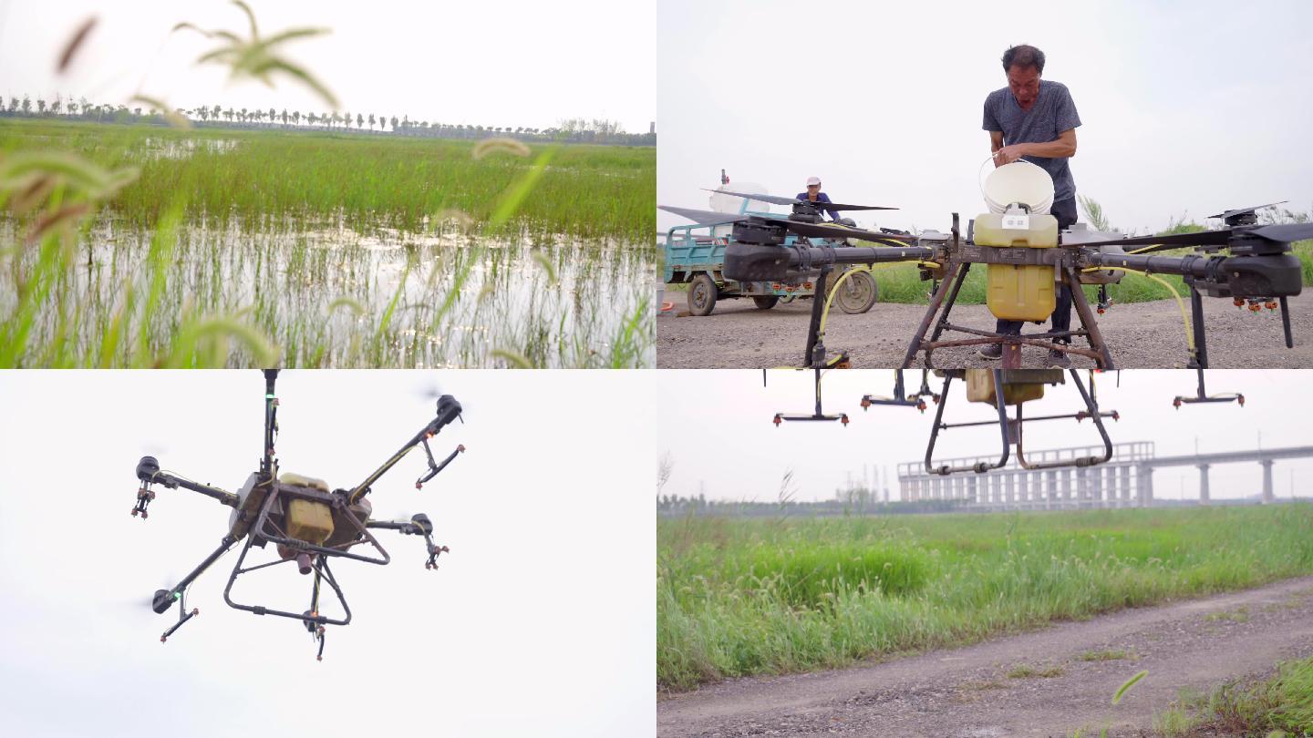 4K青岛盐碱地海水稻-科技农业-智慧农业