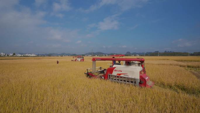 水稻成熟机械化收割
