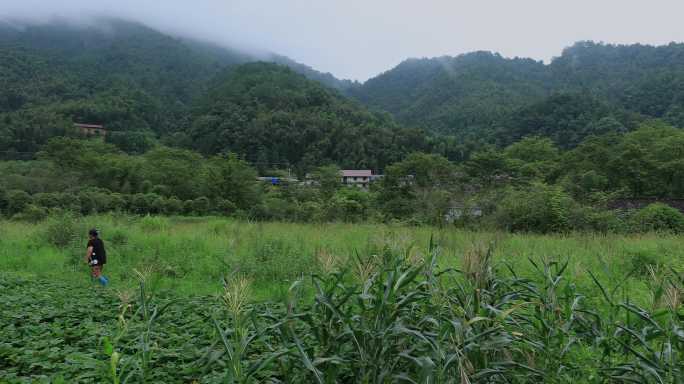 4K山村村民打猪草02