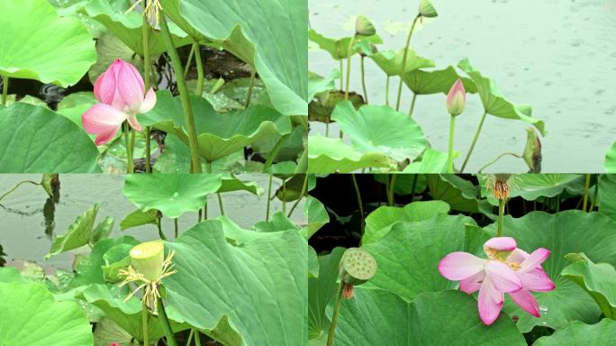 雨中荷花实拍视频素材