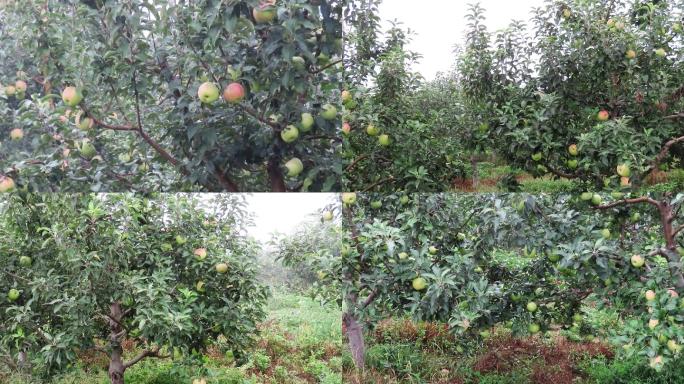 秋天的苹果园4k