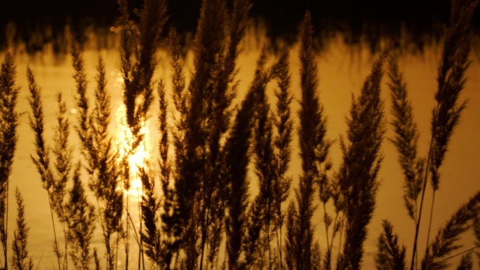 金色夕阳-河水-芦苇