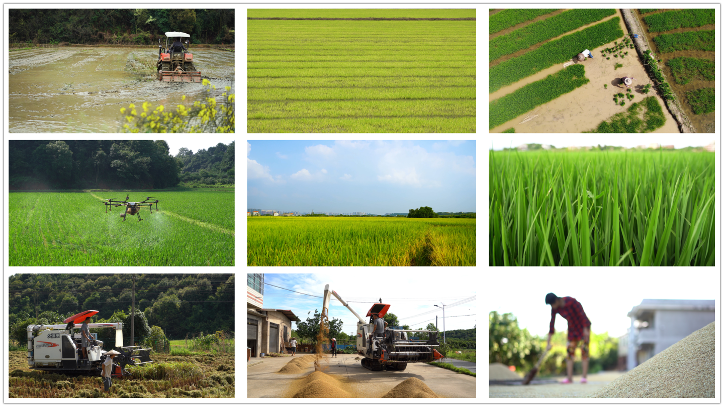 水稻稻谷生长全过程