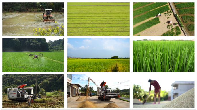 水稻稻谷生长全过程