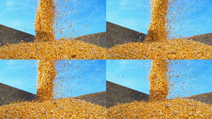 玉米粒落入容器中坚果五谷杂粮营养食物