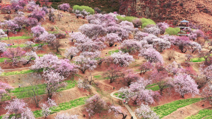 航拍桃花林