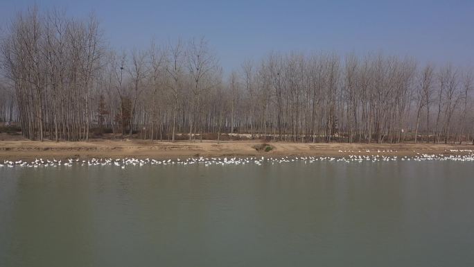 航拍黄河故道林间规模养殖鸡鸭鹅
