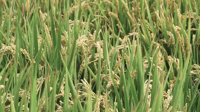 夏天绿色田野水稻熟了