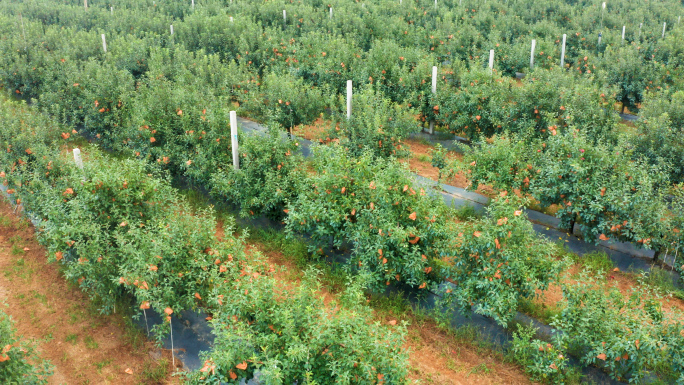 【原创】4K·苹果种植基地苹果园