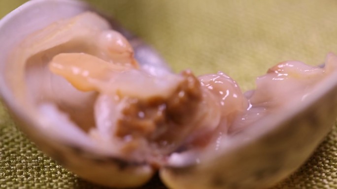 微距花蛤蛏子砂囊内脏 (3)