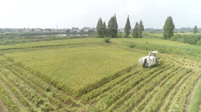 水稻稻谷大米农业粮食丰收稻田谷子高清航拍