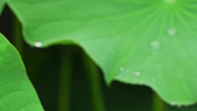 雨落荷叶实拍升格素材