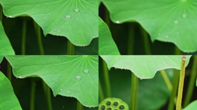 雨落荷叶实拍升格素材