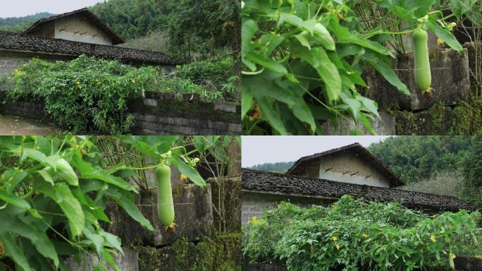 4K南方山村屋后的丝瓜藤一组