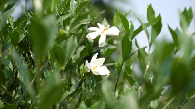 栀子花