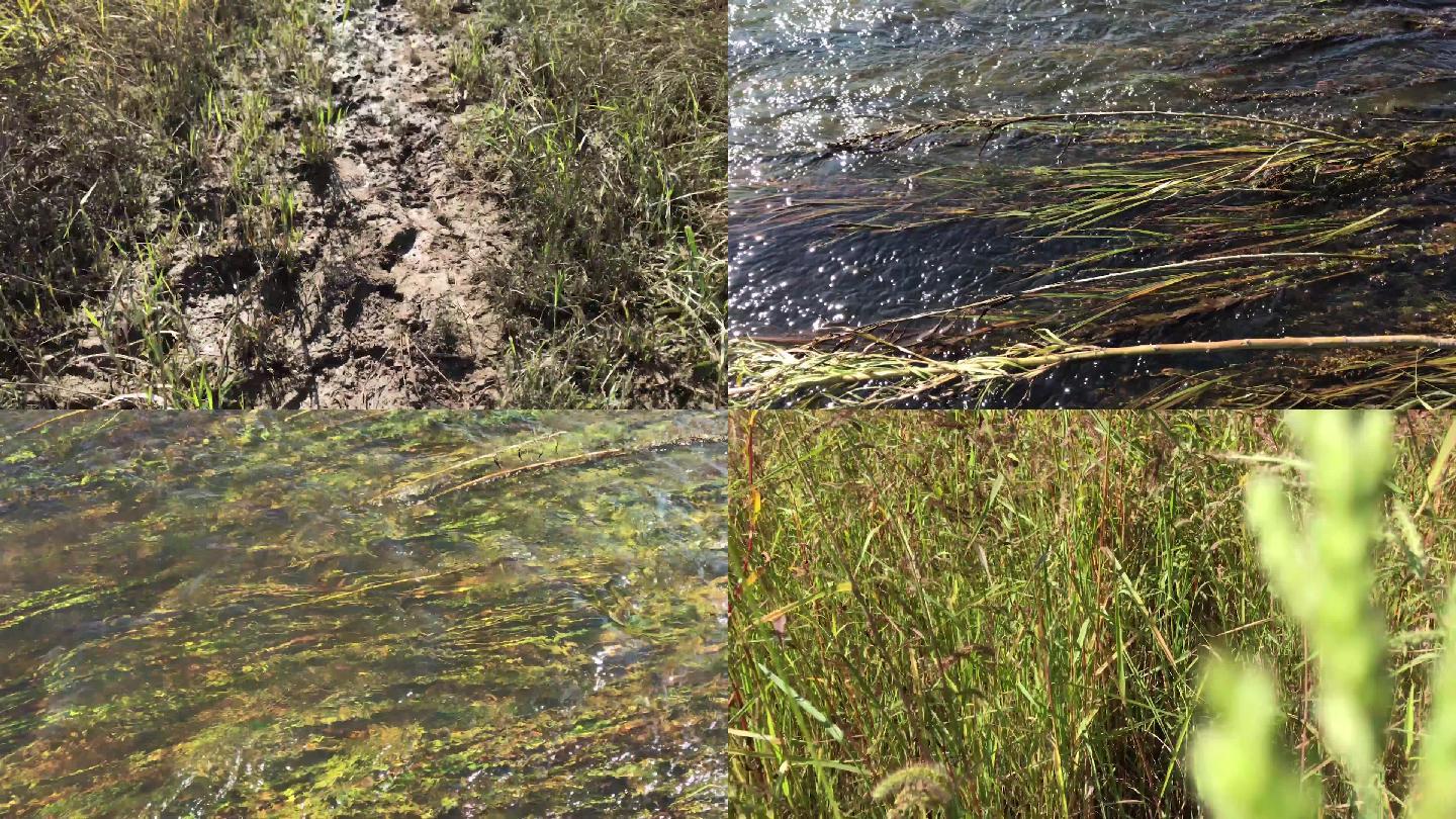 东北黑龙江河水水面清水水草