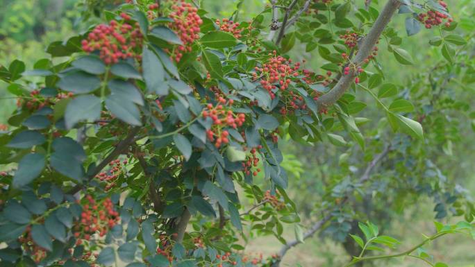 花椒种殖采摘食材农业