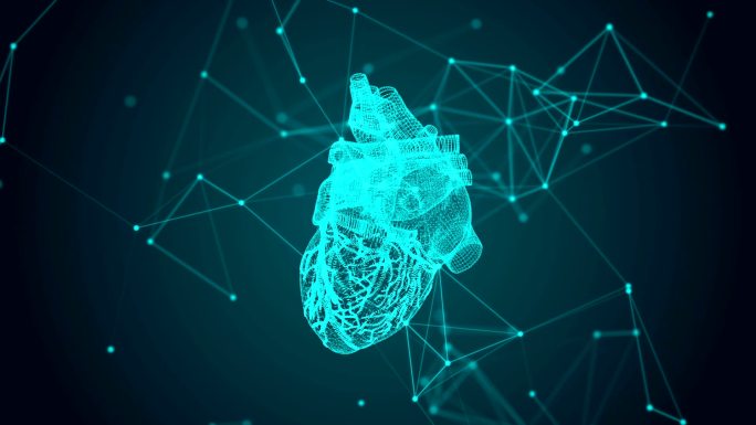 人体心脏的虚拟图像。