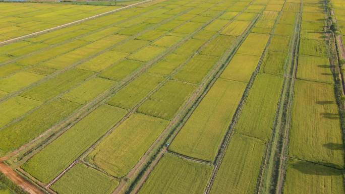夕阳下的稻田-粮食产区