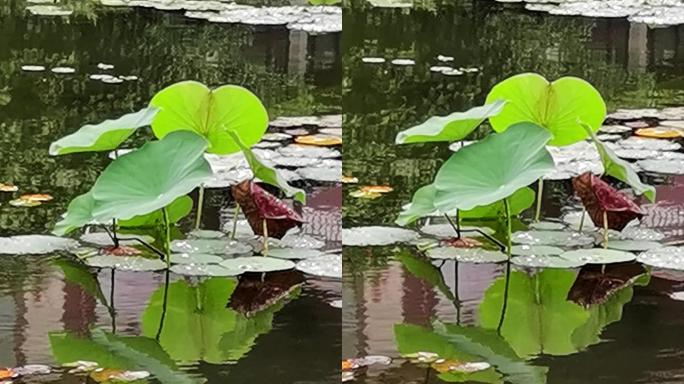 雨后池塘亭亭政玉立的荷叶