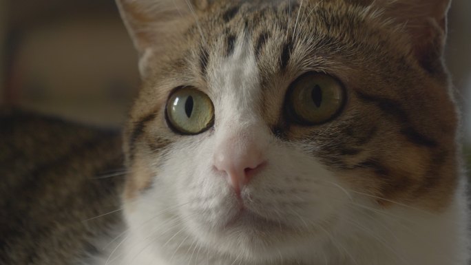 猫咪睁大眼睛警觉的表情特写视频素材