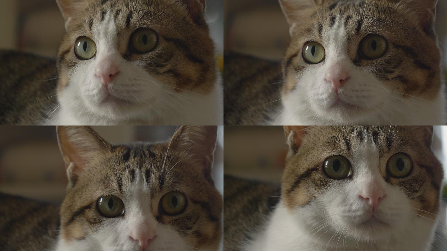 猫咪睁大眼睛警觉的表情特写视频素材