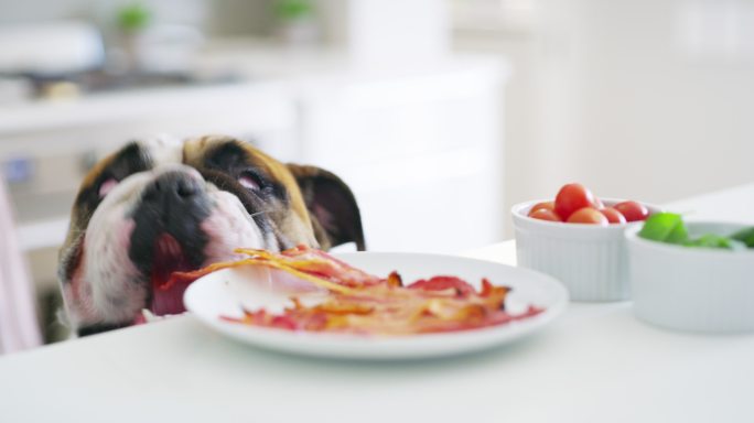 斗牛犬偷吃培根家庭养犬萌宠玩耍狗粮广告