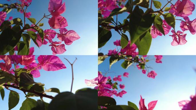 植物花卉三角梅花朵粉色粉红阳光唯美