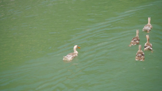 一群鸭子在小溪中游水