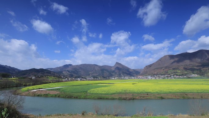 延时 油菜花