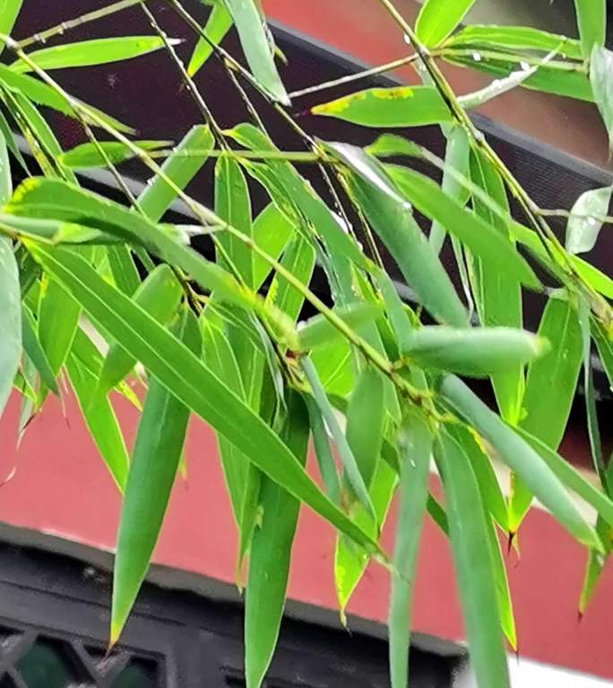 雨后的古建与竹子