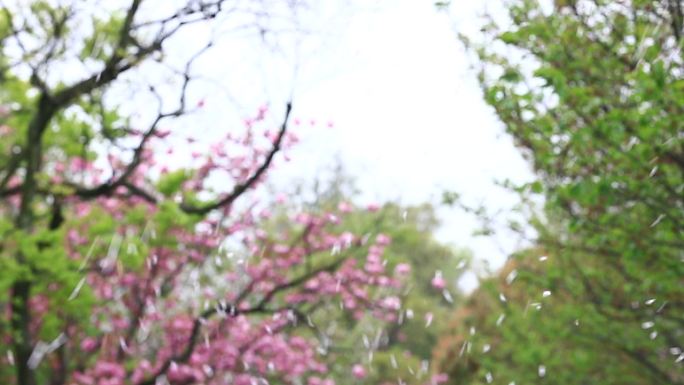 樱花花瓣雨