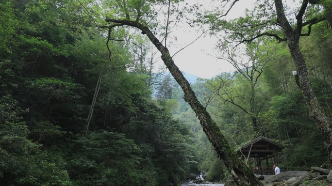 4K山中溪水流淌11