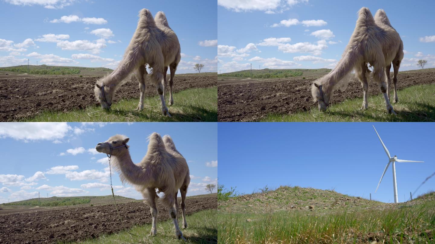 草原骆驼吃草