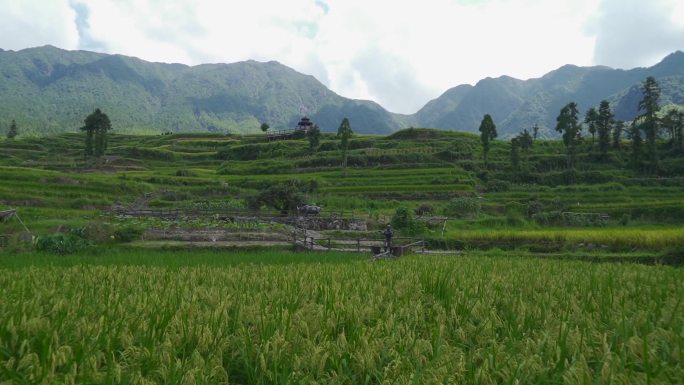 大自然场景稻田里稻子生长