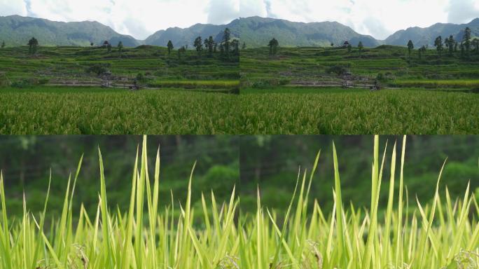 大自然场景稻田里稻子生长