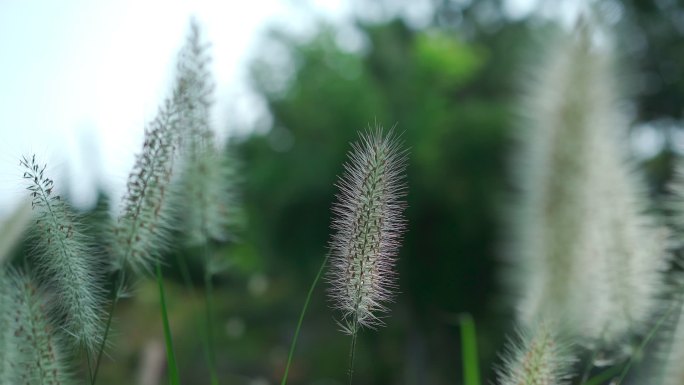 植物园植物特写