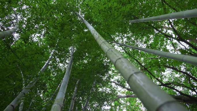 夏季竹子秋季竹子