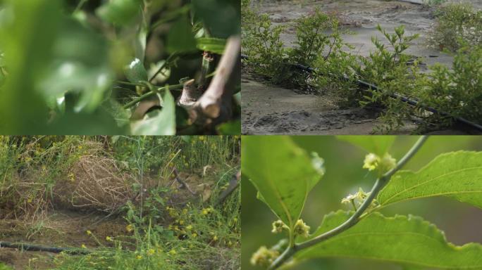 新疆和田大枣树种植修剪4K