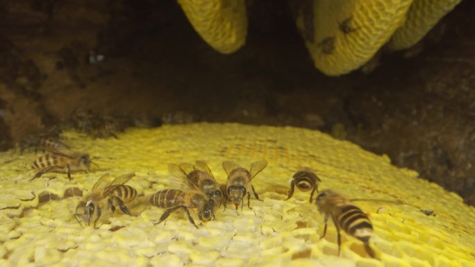 蜜蜂，蜂窝，蜂箱、蜂蜜 实拍