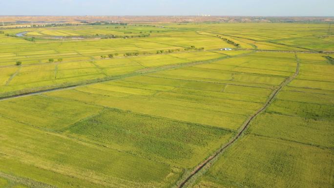 粮食产区-万亩稻田