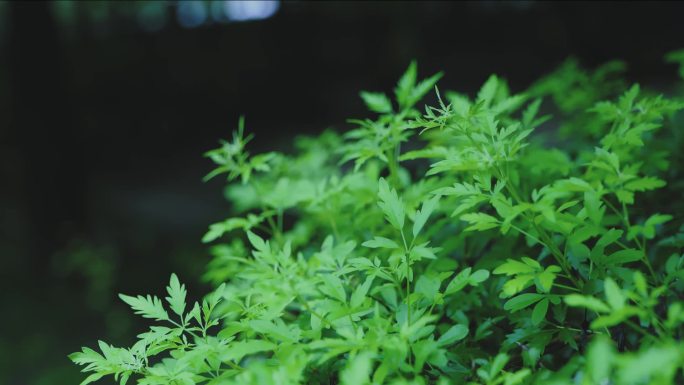 雨后植物、公园、自然美景