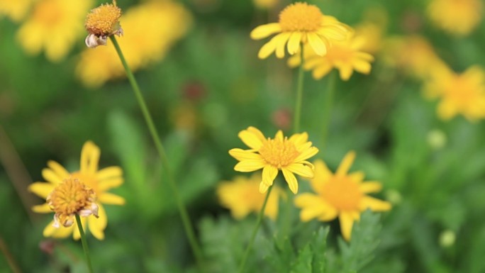 花丛中的小黄花