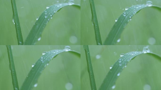 雨水打在小草上，雨水滴落视频素材